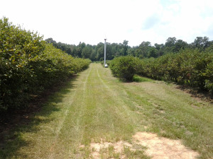 Blueberry Orchard for sale