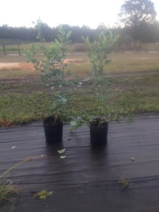 Ochlocknee Blueberry Plant